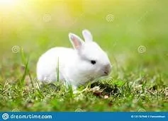 Top-rated outdoor landscaping experts serving St. Petersburg, FL - ProGreen Pest Control