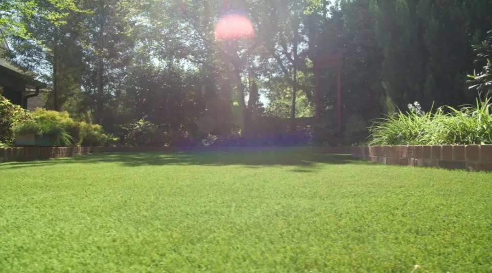 Affordable yard cleanup service experts serving Raleigh, NC - ProGreen