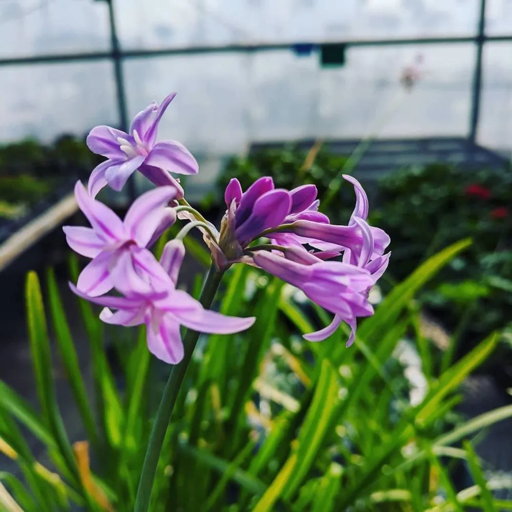 Trusted lawn mowing service experts serving Jacksonville, FL - ProGreen Services