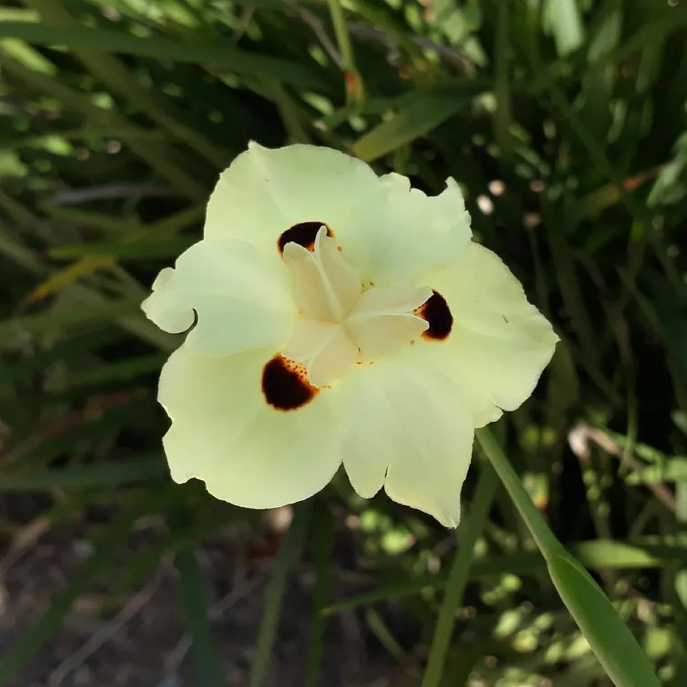 Local landscape design in Jacksonville, FL by ProGreen Services