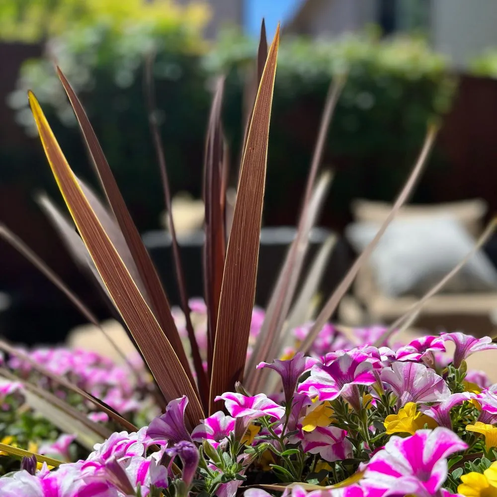 Reliable residential landscaping experts serving Houston, TX - ProgresScape Landscape