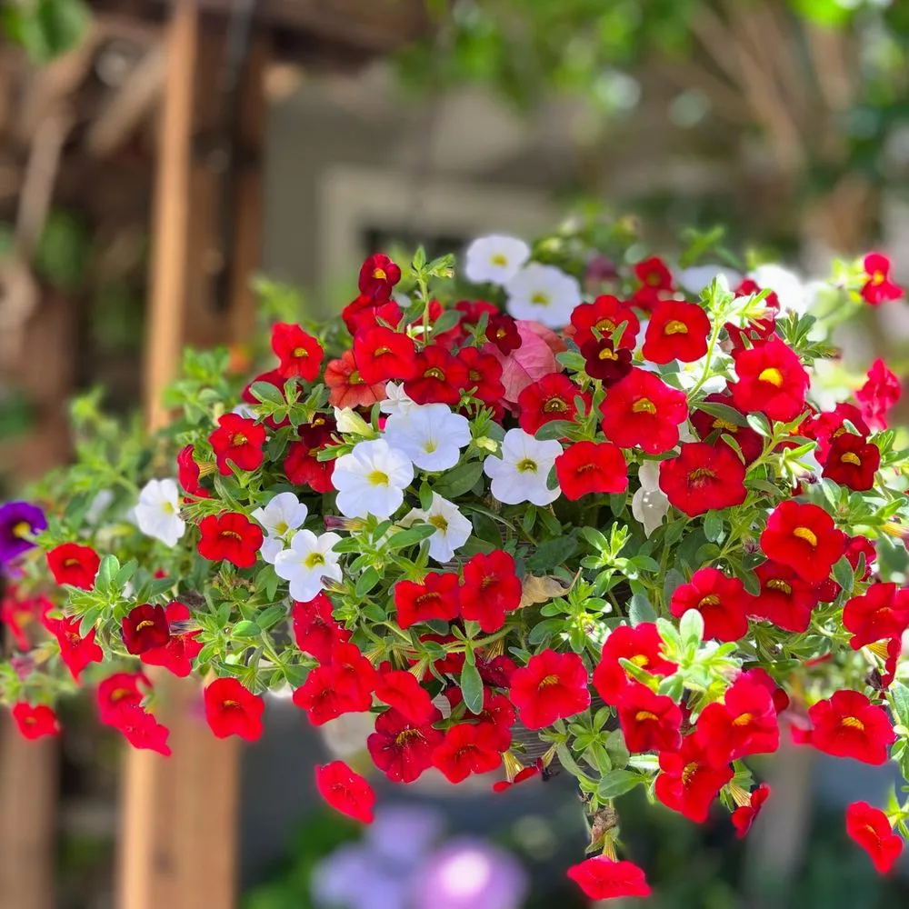 Trusted landscape design near you in Houston, TX by ProgresScape Landscape