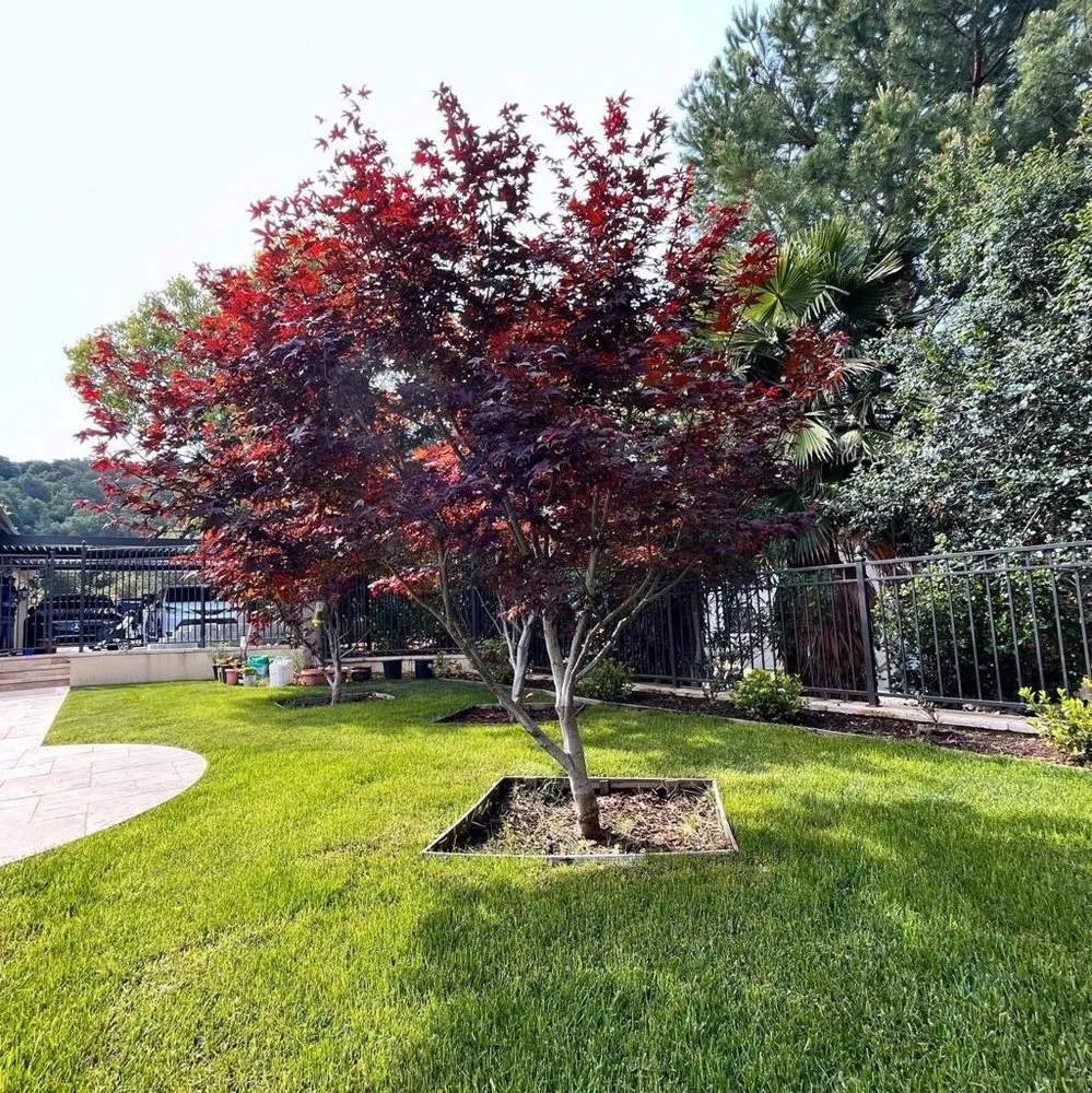 Local yard maintenance in Houston, TX by ProgresScape Landscape