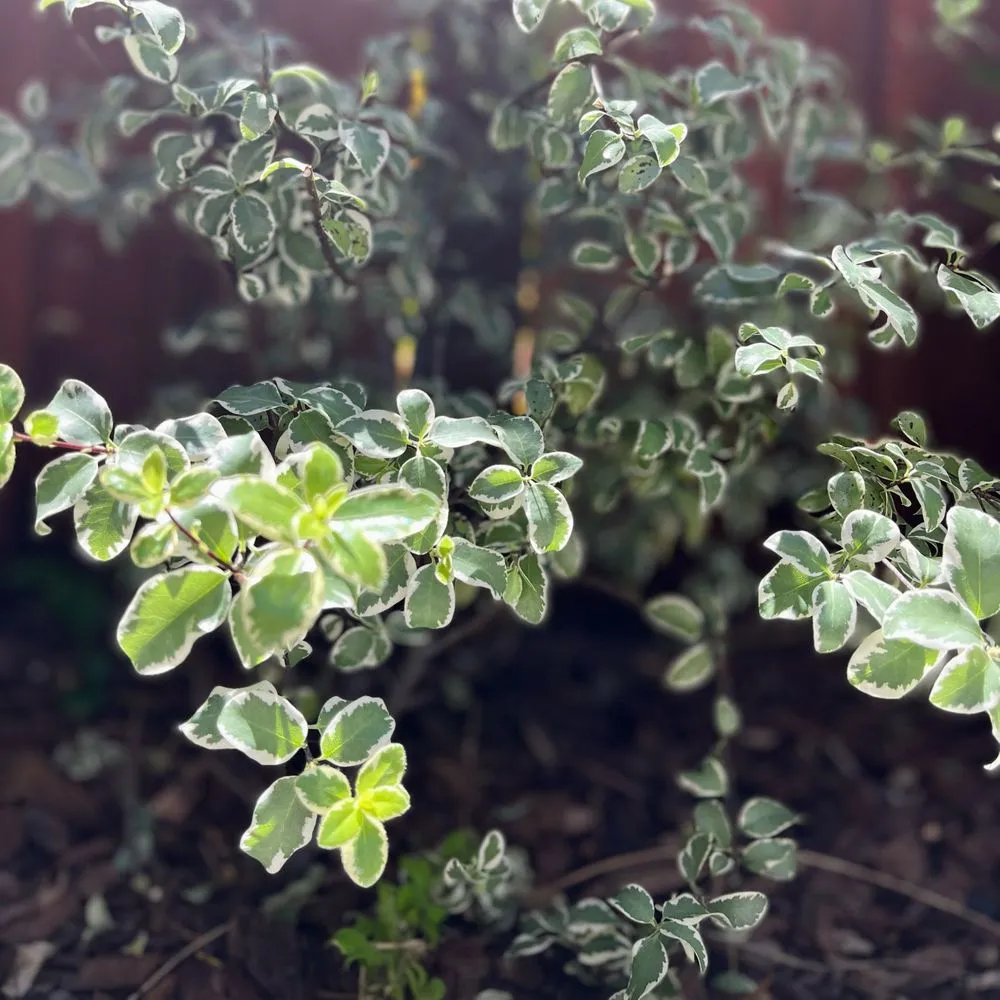 Trusted outdoor landscaping experts serving Houston, TX - ProgresScape Landscape