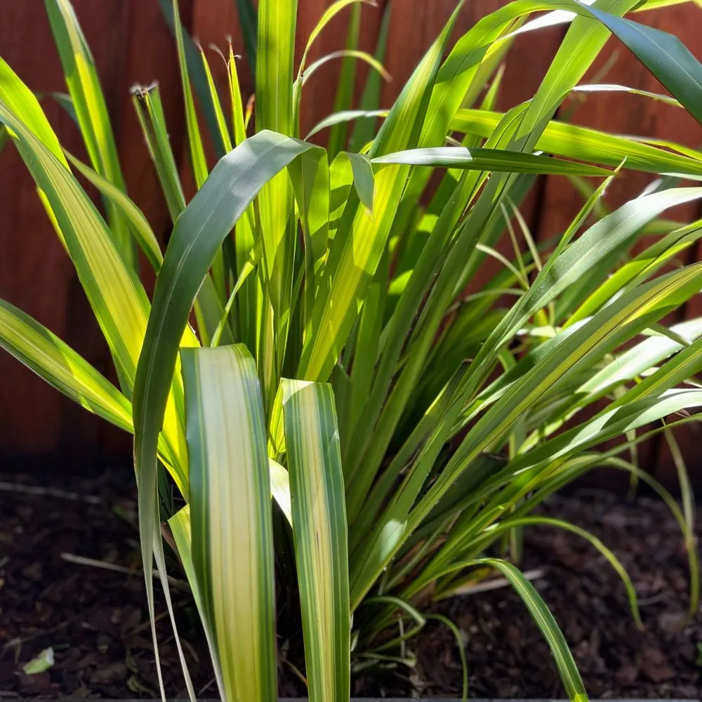 Reliable yard cleanup service for homes across Houston, TX - ProgresScape Landscape