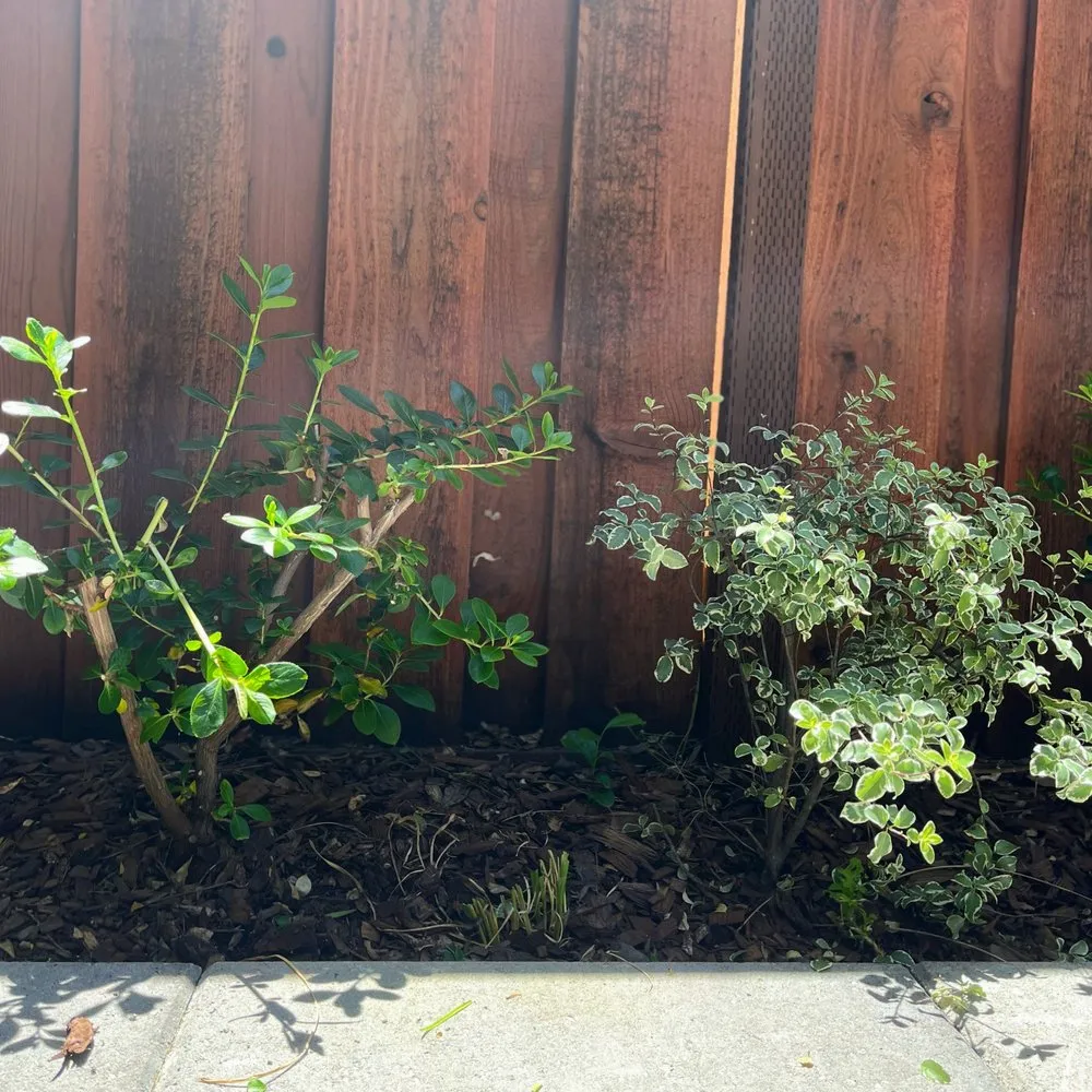 Top-rated yard maintenance in Houston, TX - ProgresScape Landscape