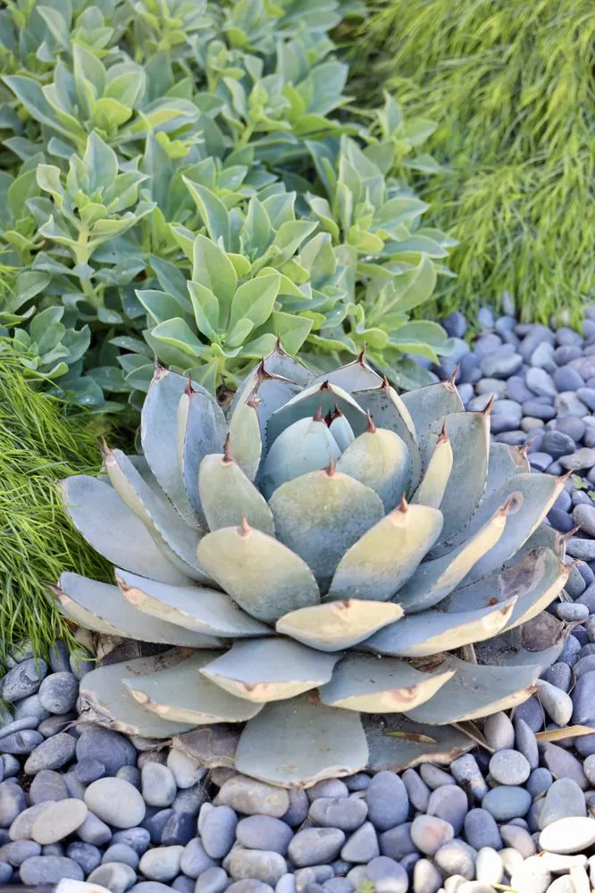 Affordable landscape design in Santa Barbara, CA - Progressive Environmental Industries