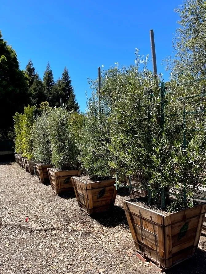 Expert outdoor landscaping in Santa Barbara, CA by Progressive Environmental Industries