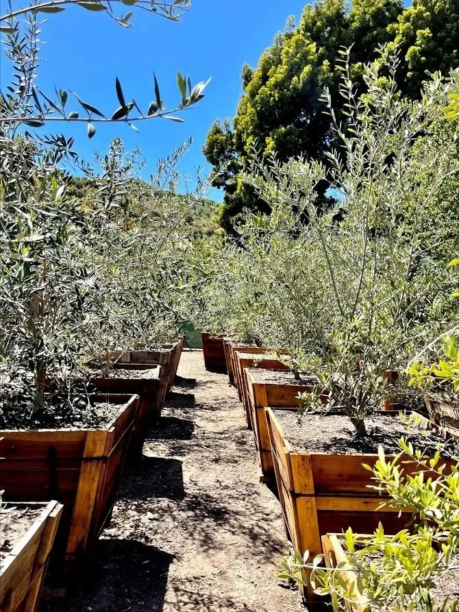 Trusted yard cleanup service in Santa Barbara, CA - Progressive Environmental Industries