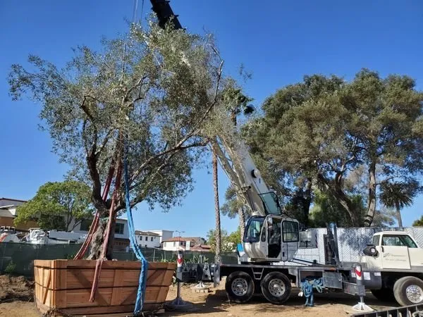 Local outdoor landscaping in Santa Barbara, CA by Progressive Environmental Industries