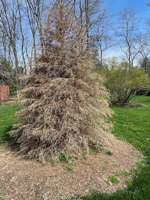 Affordable yard cleanup service for residential properties across Clarkston, MI - Progressive Irrigation