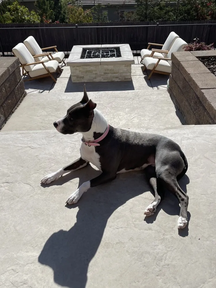 Trusted yard maintenance for outdoor upgrades in Folsom, CA by Progressive Landscapes