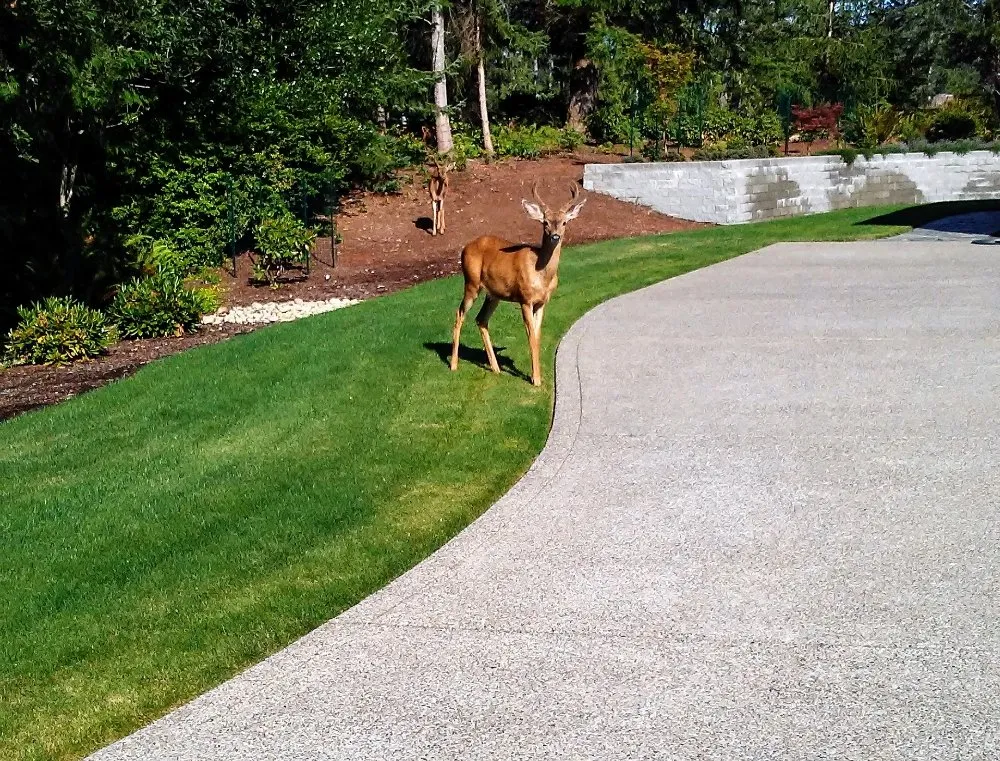 Local garden landscaping for residential properties across Port Orchard, WA - Progressive Landscapes