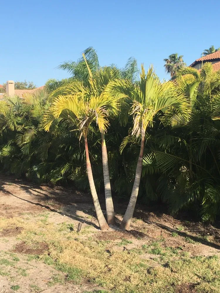 Affordable garden landscaping in Clearwater, FL - Progressive Lawn & Landscaping