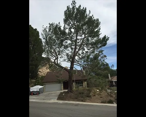 Trusted outdoor landscaping experts serving San Juan Capistrano, CA - Progressive Tree Care