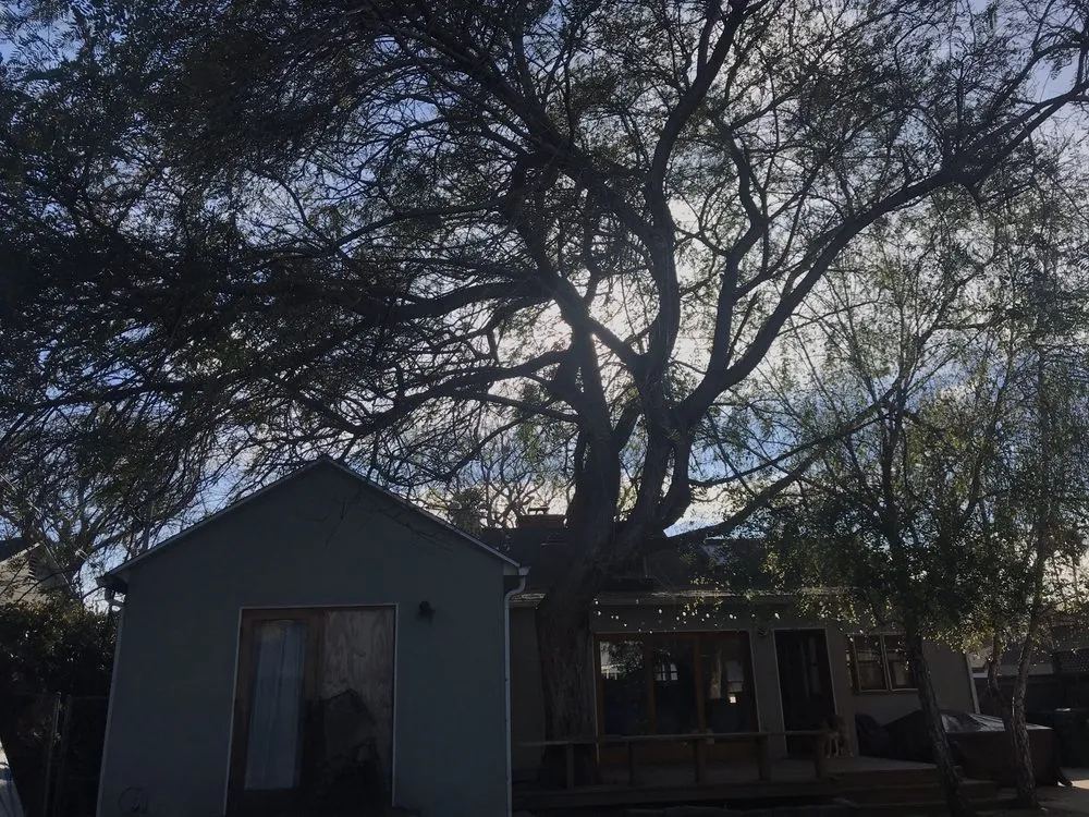 Professional yard maintenance in San Juan Capistrano, CA by Progressive Tree Care