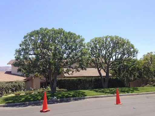 Custom landscape design for residential properties across San Juan Capistrano, CA - Progressive Tree Care