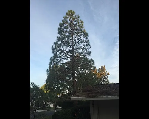 Reliable yard maintenance for outdoor upgrades across San Juan Capistrano, CA - Progressive Tree Care