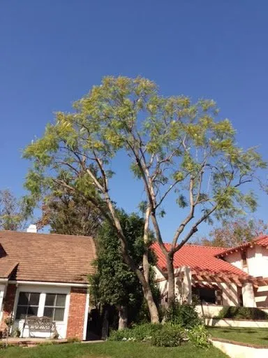 Expert landscape installation in San Juan Capistrano, CA - Progressive Tree Care