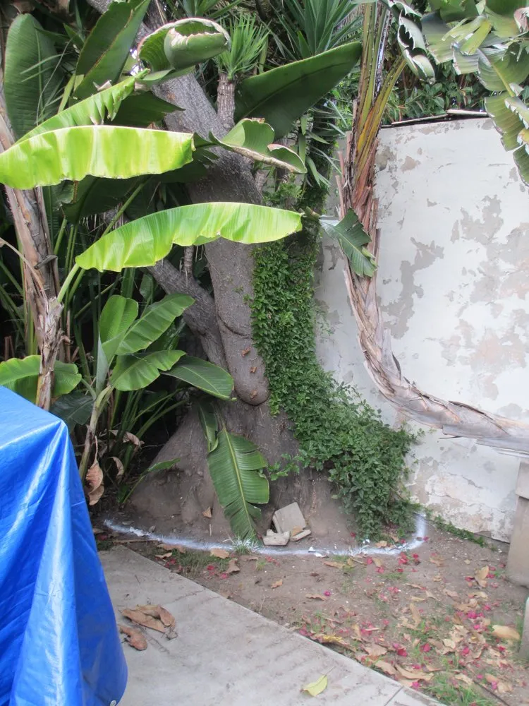 Trusted residential landscaping in San Juan Capistrano, CA by Progressive Tree Care