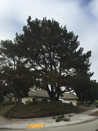 Trusted outdoor landscaping in San Juan Capistrano, CA - Progressive Tree Care