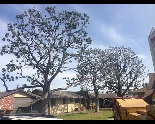 Expert lawn mowing service for beautiful yards in San Juan Capistrano, CA by Progressive Tree Care