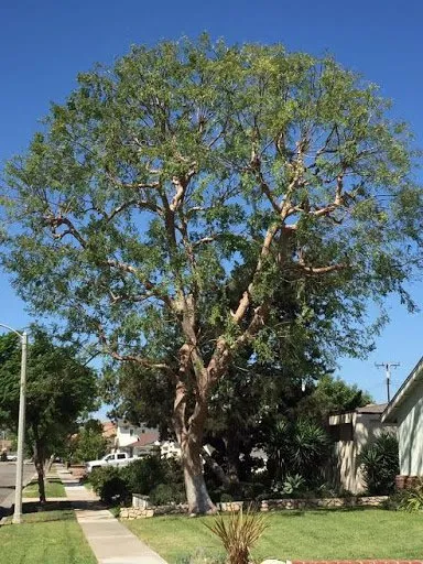 Trusted outdoor landscaping for beautiful yards across San Juan Capistrano, CA - Progressive Tree Care