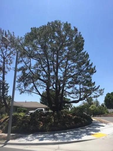 Top-rated outdoor landscaping in San Juan Capistrano, CA - Progressive Tree Care