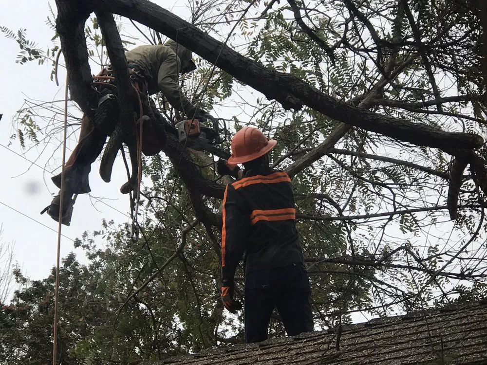 Custom lawn care service for homes across San Juan Capistrano, CA - Progressive Tree Care