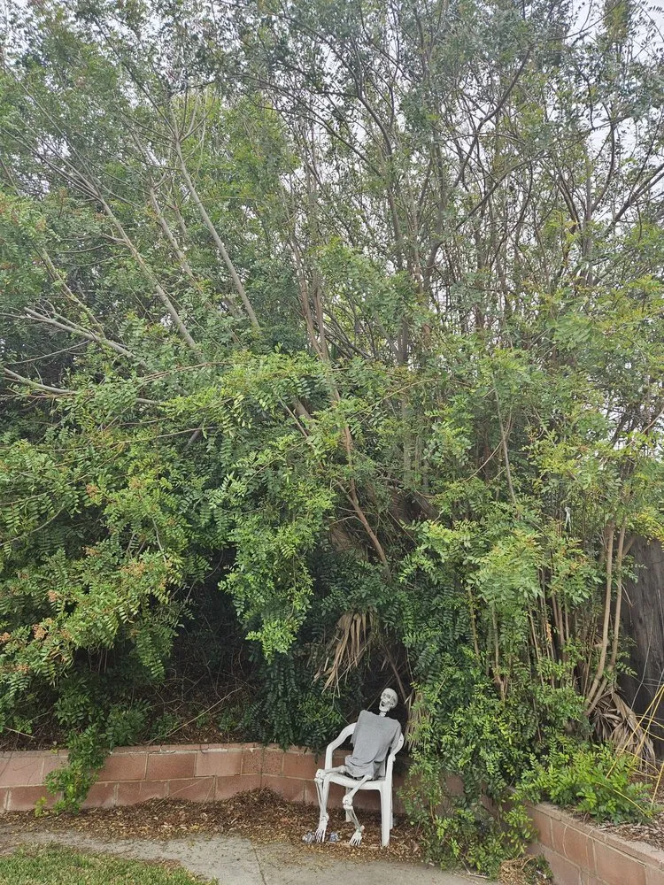 Top-rated lawn care service in San Juan Capistrano, CA by Progressive Tree Care