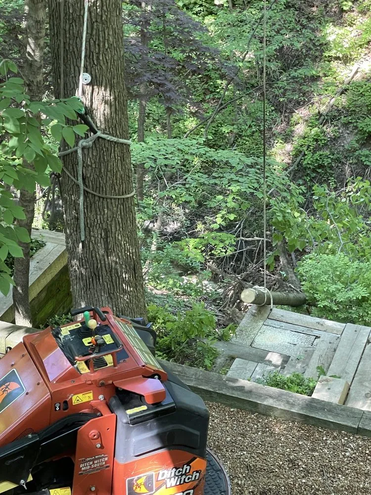 Expert yard cleanup service experts serving San Juan Capistrano, CA - Progressive Tree Care