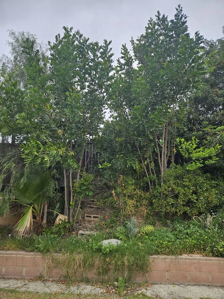 Expert residential landscaping with custom design in San Juan Capistrano, CA by Progressive Tree Care