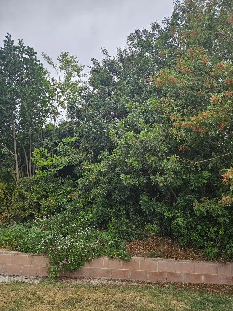 Reliable garden landscaping in San Juan Capistrano, CA - Progressive Tree Care