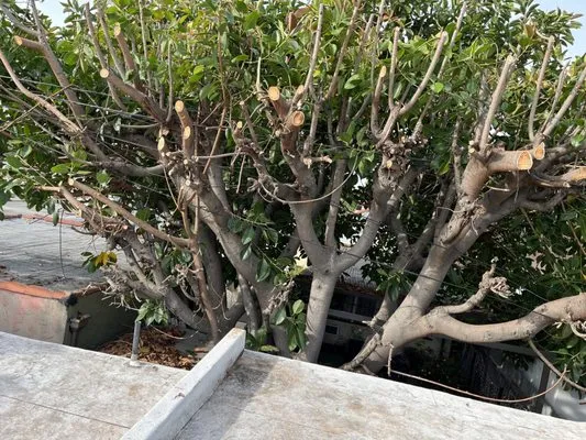 Progressive Tree Care Logo