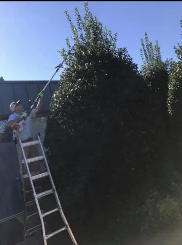 Expert yard maintenance for year-round maintenance across Youngsville, NC - Progro Landcaping