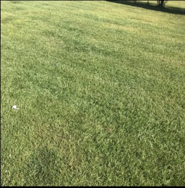 Professional lawn care service in Youngsville, NC - Progro Landcaping