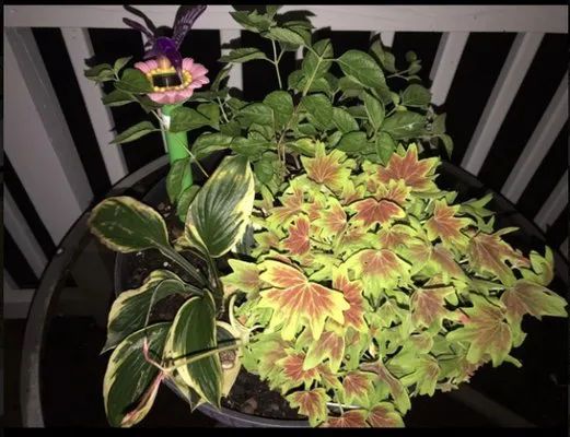 Progro Landcaping Logo