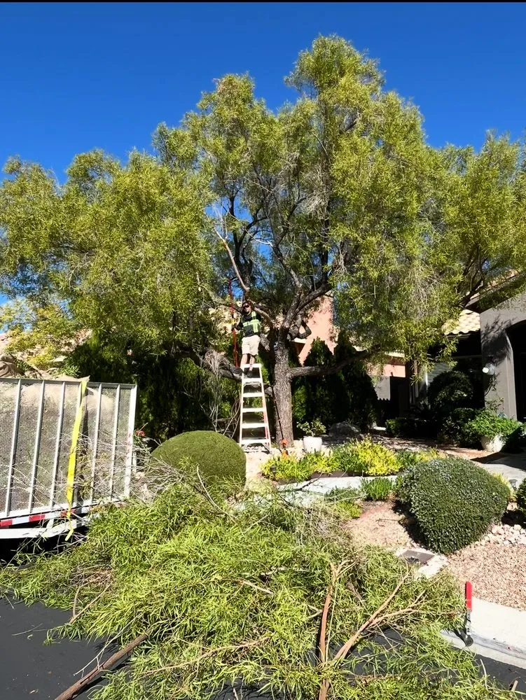 Trusted lawn care service for homes across Las Vegas, NV - Progro Landscape