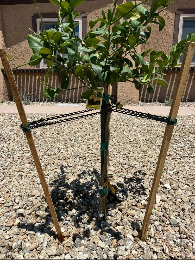 Professional residential landscaping in Las Vegas, NV by Progro Landscape