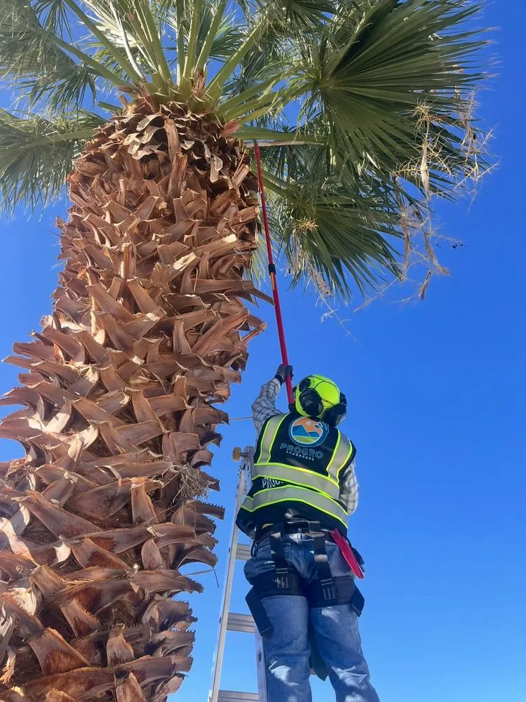 Top-rated landscape installation in Las Vegas, NV by Progro Landscape