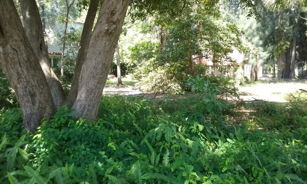 Professional landscaping services experts serving Saint Petersburg, FL - ProGro Lawns and Landscapes