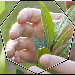 Affordable landscape installation in Bentonville, AR by ProGro Lawns