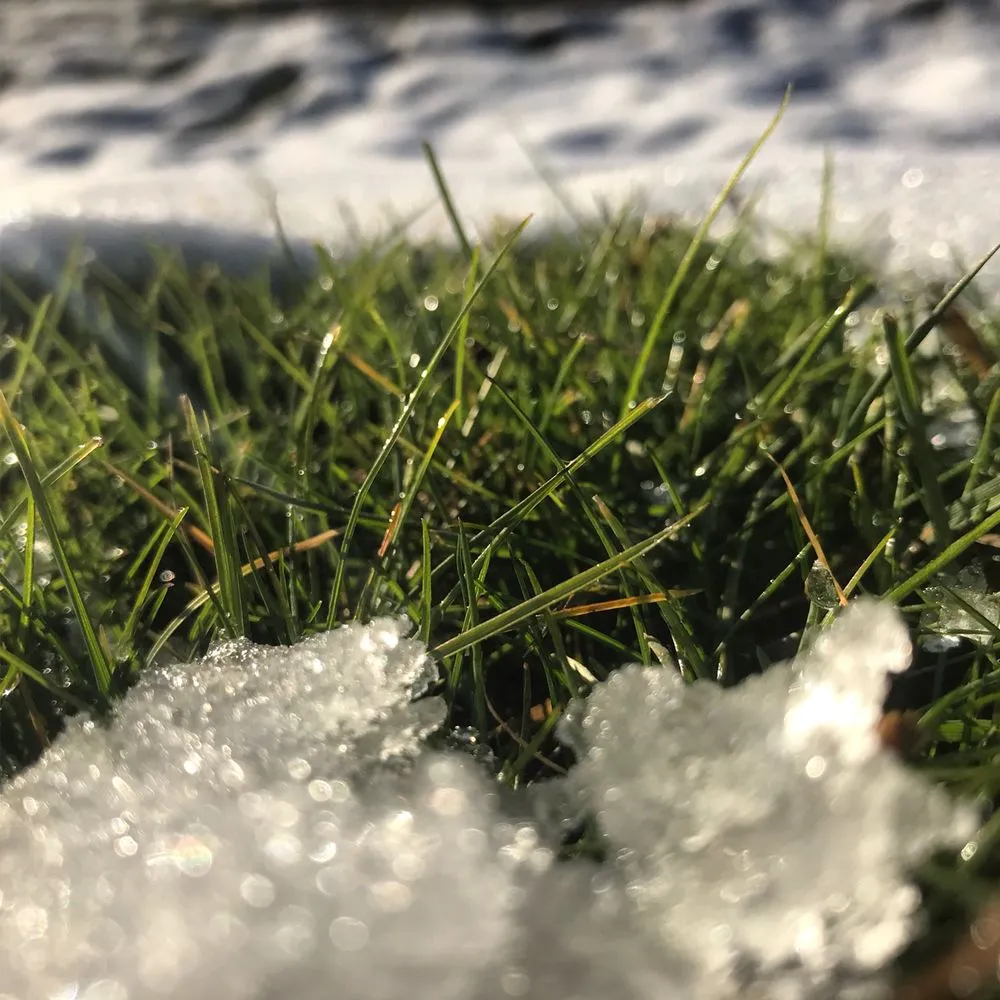 Affordable lawn mowing service in Richmond, VA - Project Green