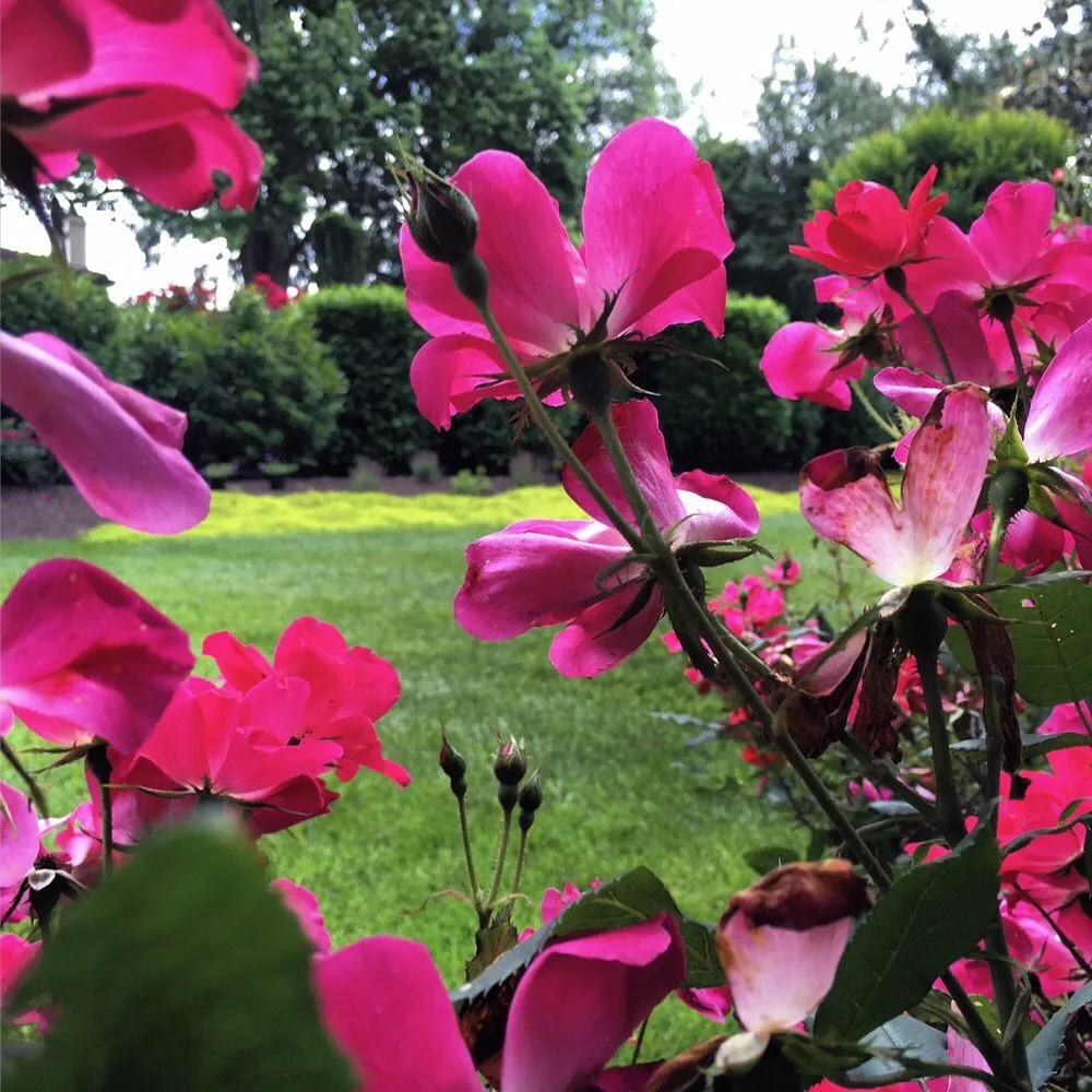 Local yard cleanup service experts serving Richmond, VA - Project Green