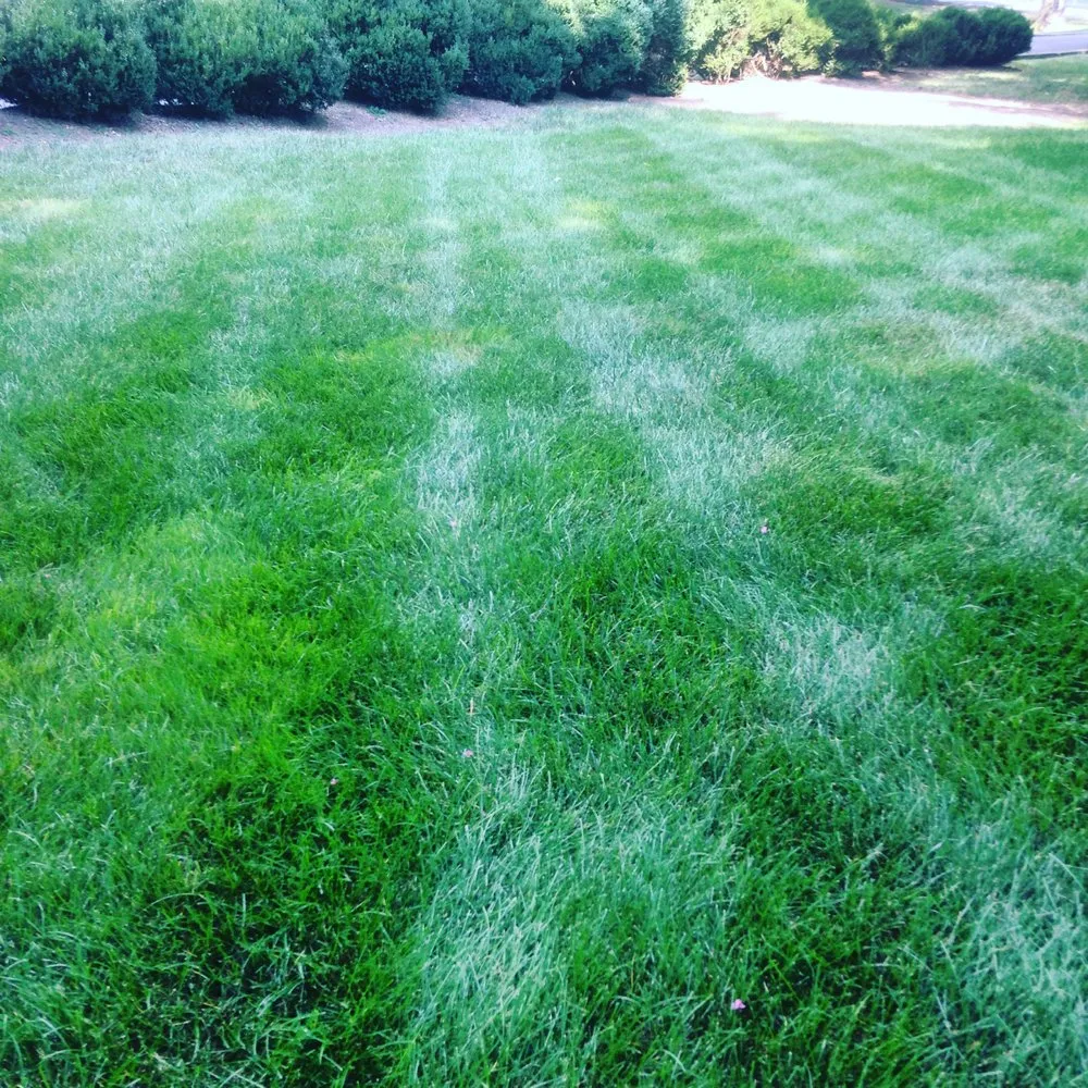 Affordable residential landscaping in Richmond, VA - Project Green