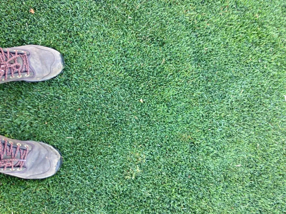 Top-rated yard maintenance for year-round maintenance in Richmond, VA by Project Green