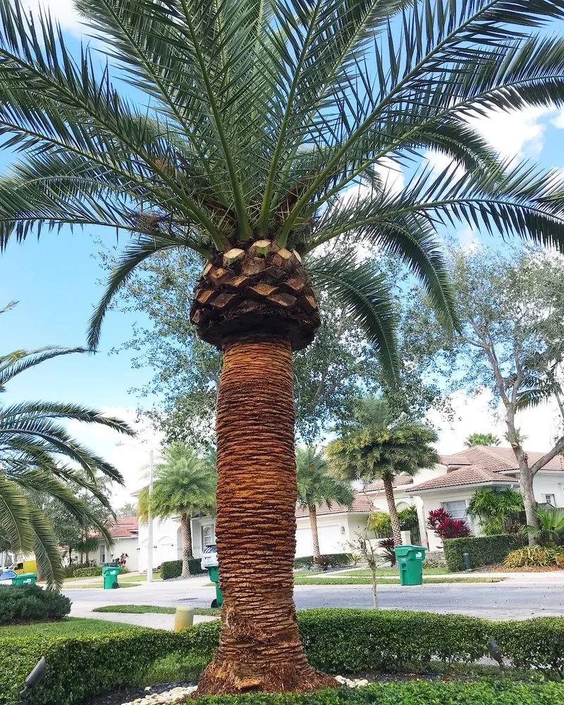 Custom yard maintenance in Coral Gables, FL - Project Xerofitus