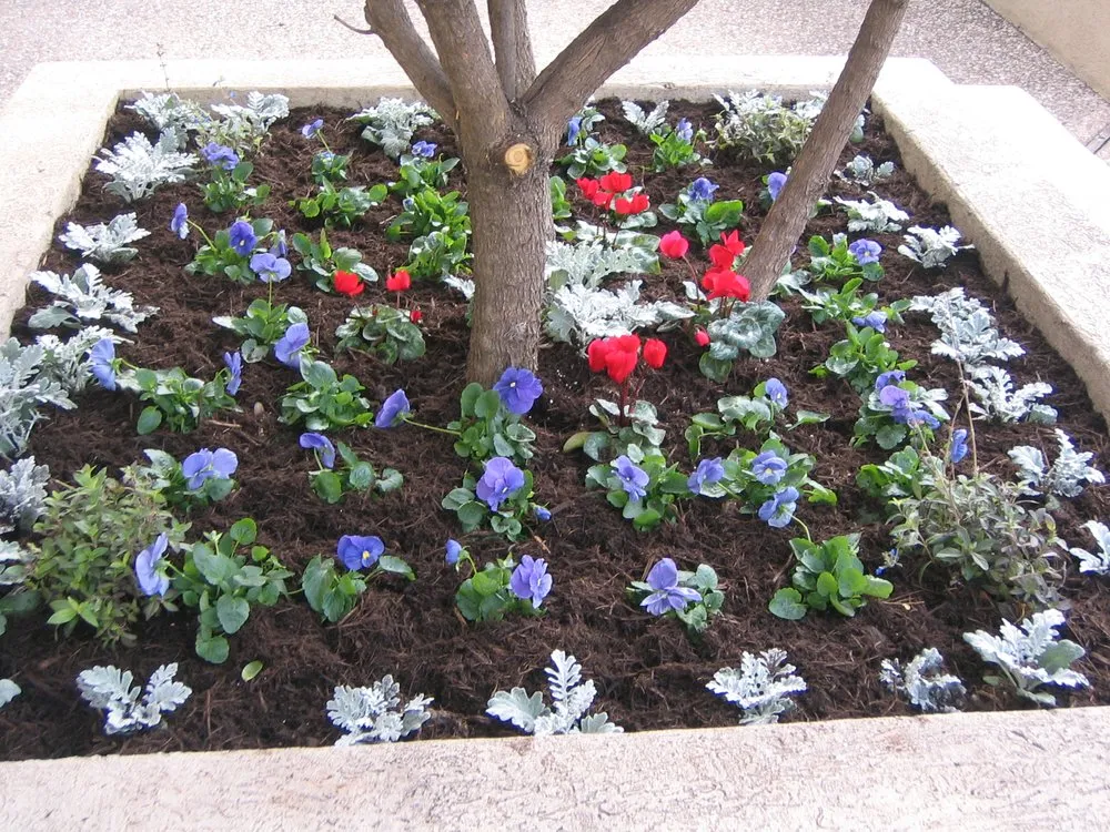 Professional lawn care service in Cedar Park, TX by Projects Plus Austin