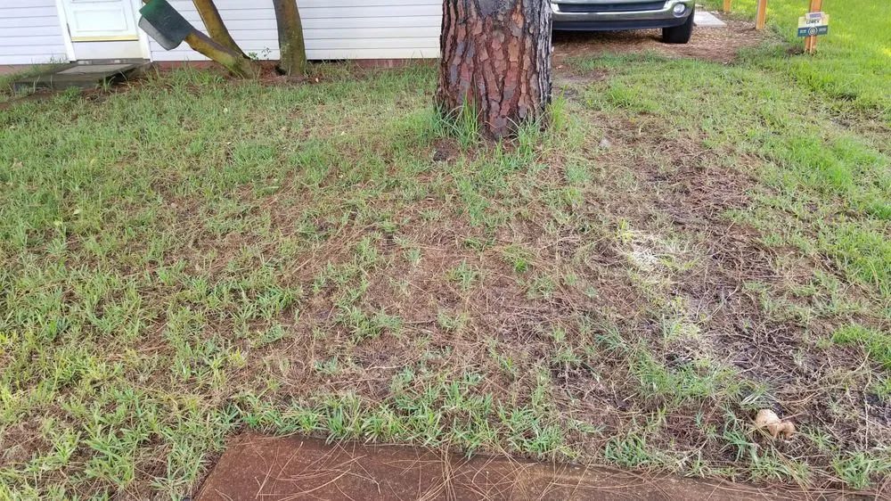 Custom lawn care service for year-round maintenance across Cocoa, FL - Prolawn Turf & Landscape Management