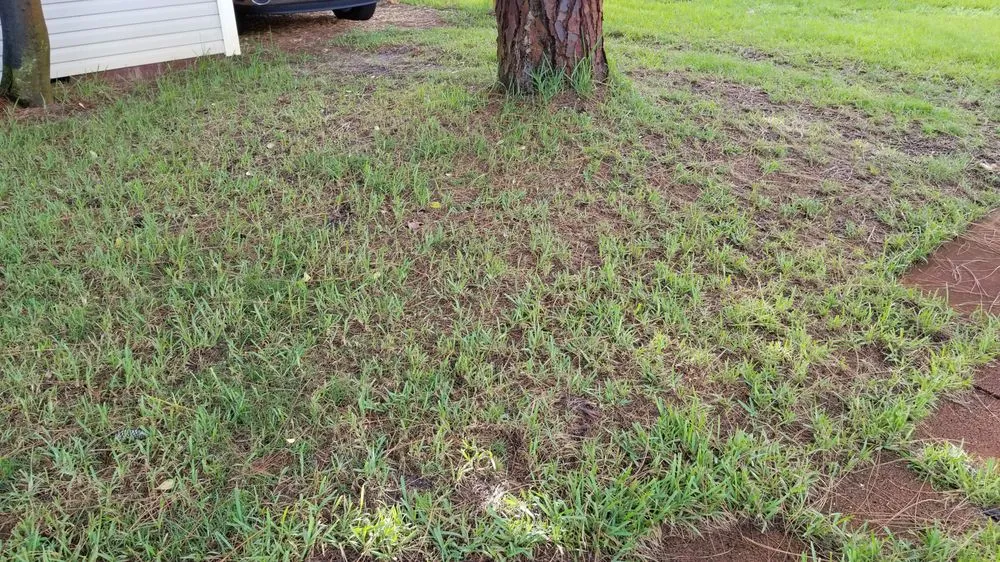 Professional landscape design in Cocoa, FL by Prolawn Turf & Landscape Management